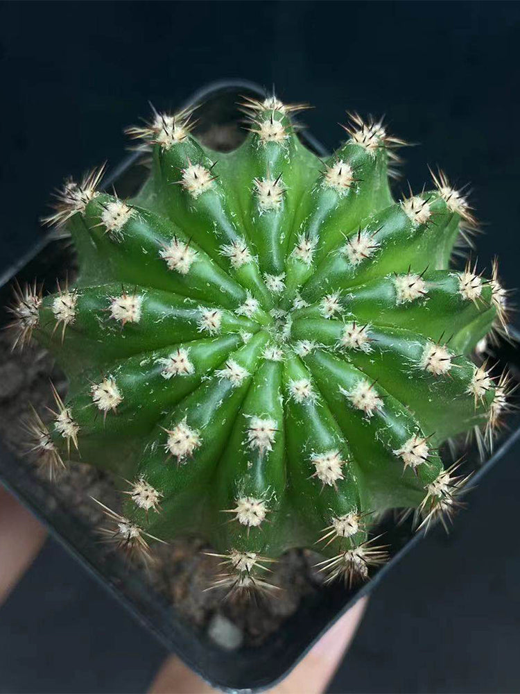 Echinopsis hybrid 'Nongtaojin'