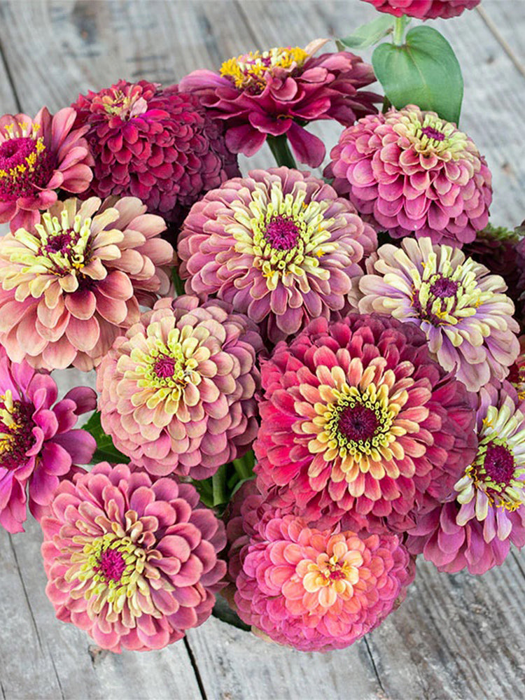 Zinnia elegans 'Queeny Lime Red'