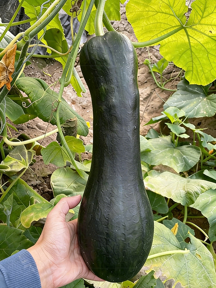 Extra-Early Mobo Squash