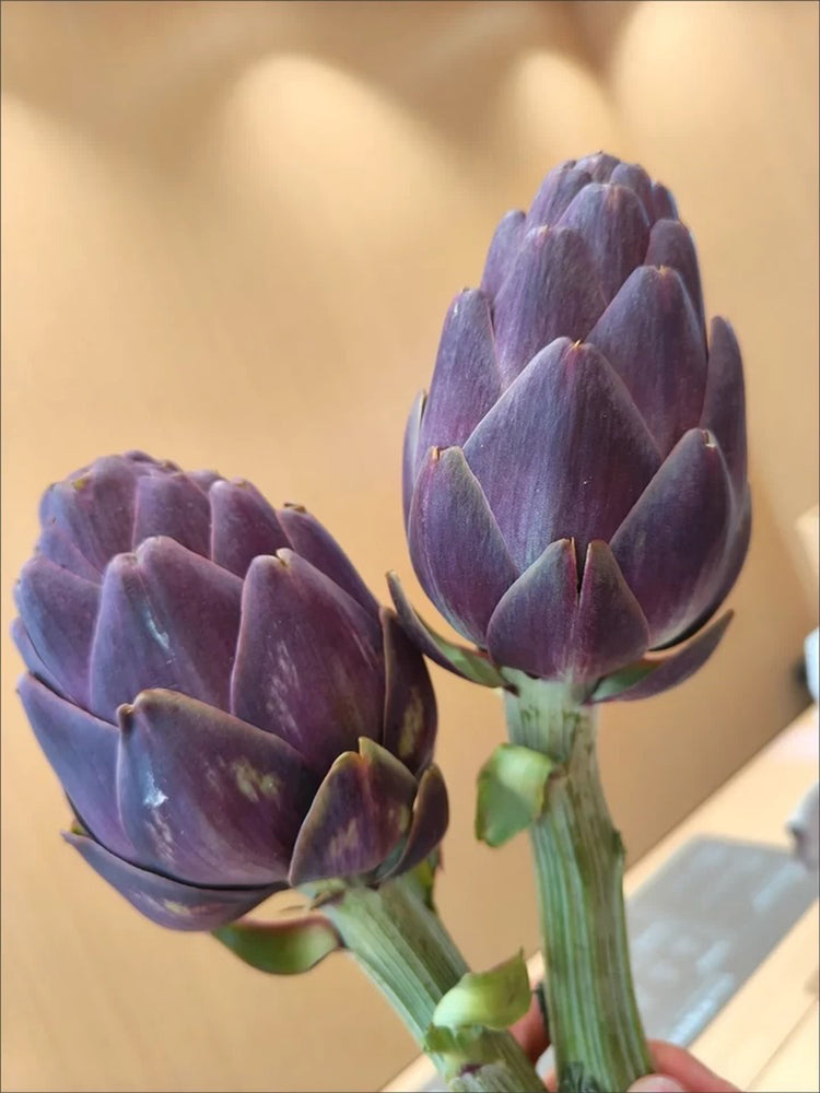 Purple Artichoke