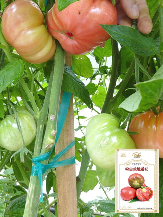 Pink Brandywine Tomato