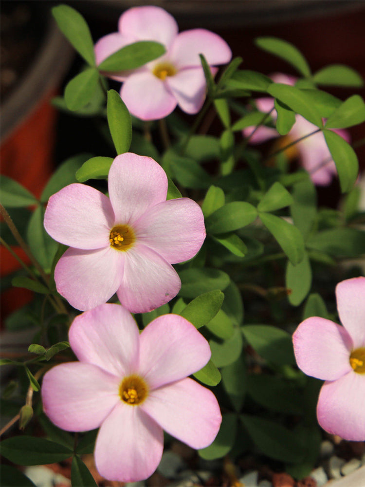 Oxalis 'Haha'
