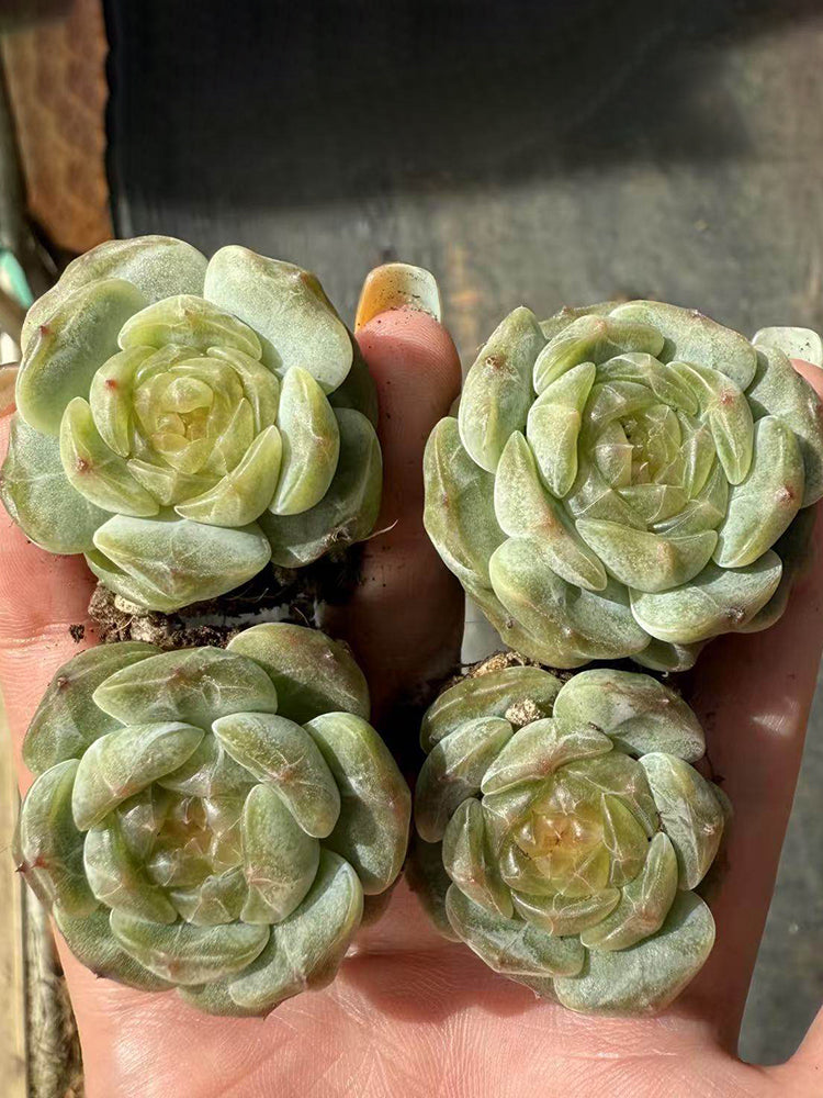 Echeveria 'White Lotus'