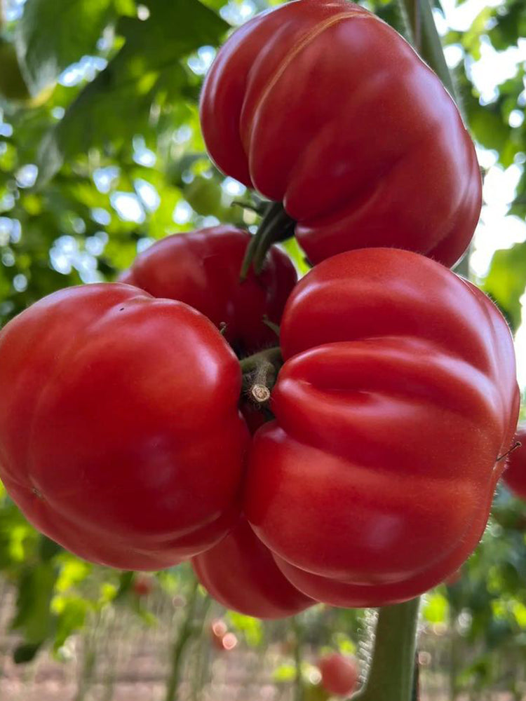 Giant Steak Tomato