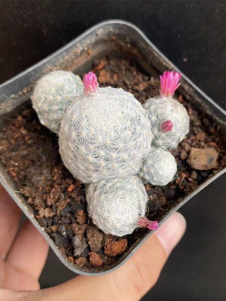 Mammillaria humboldtii