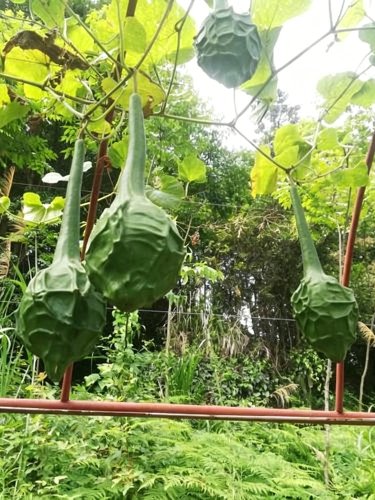 Crane Head Gourd