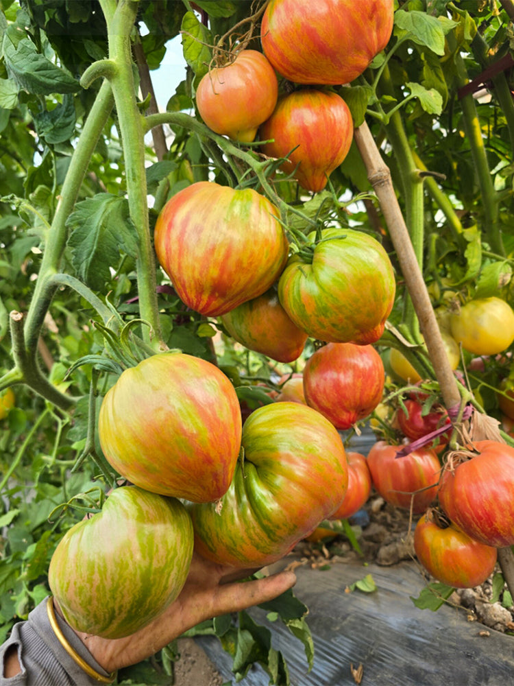 Kozula 151/1 Tomato