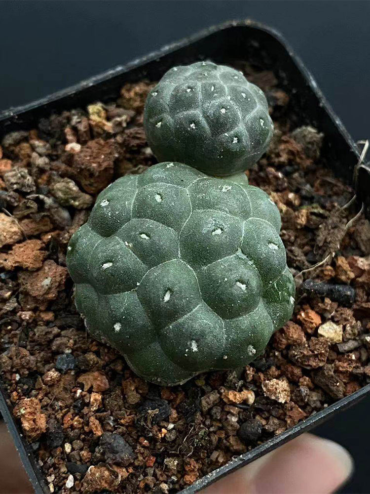 Tephrocactus bonnieae