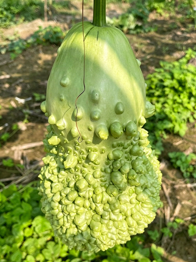 Long Knobbly Gourd
