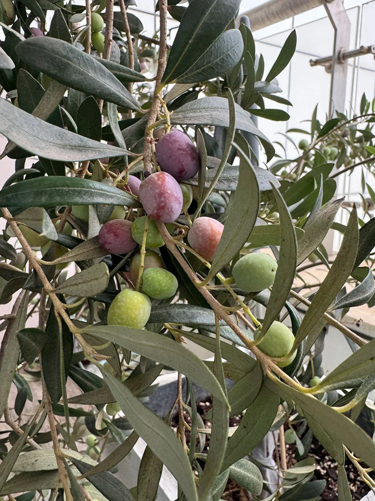 Olive Tree