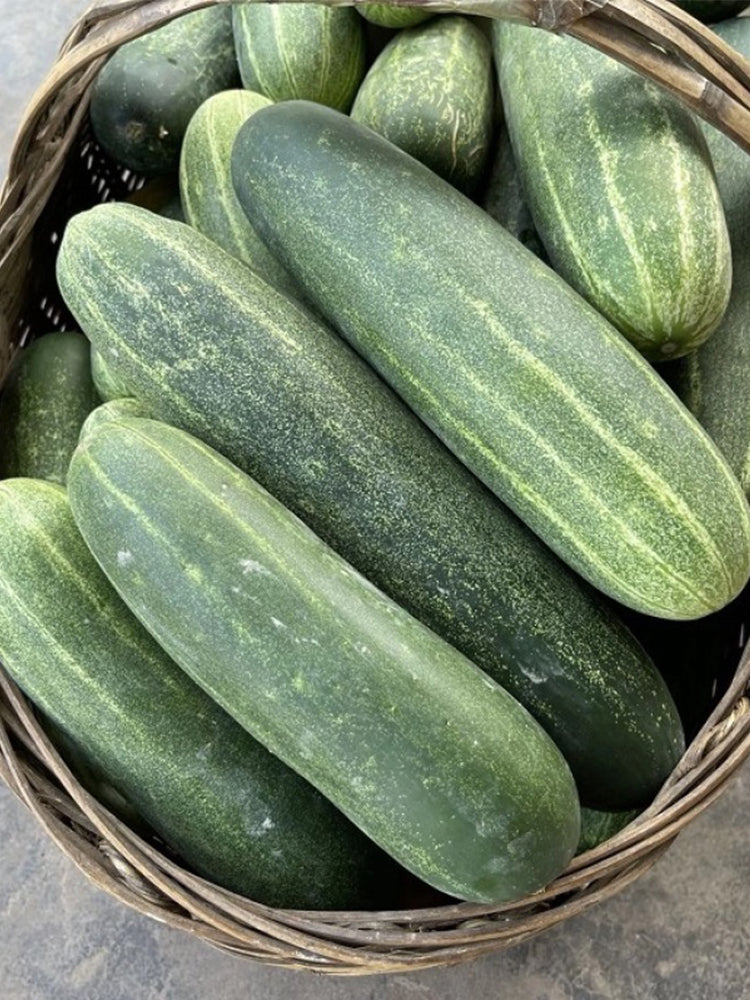'Bixiu' F1 Fruit Cucumber