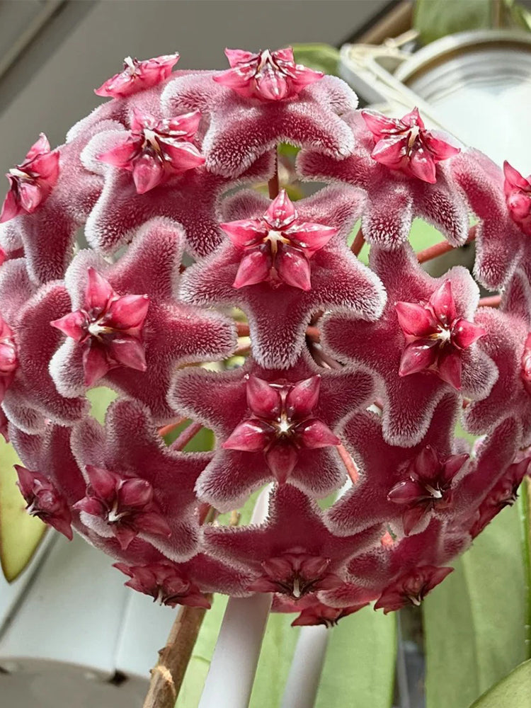 Hoya pubicalyx 'Pink Silver'
