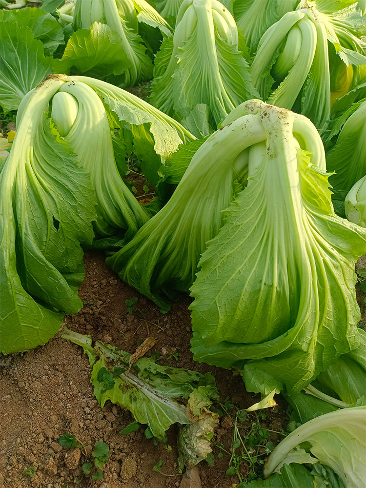 'Jiemei' No.11 Wrapped-head Mustard