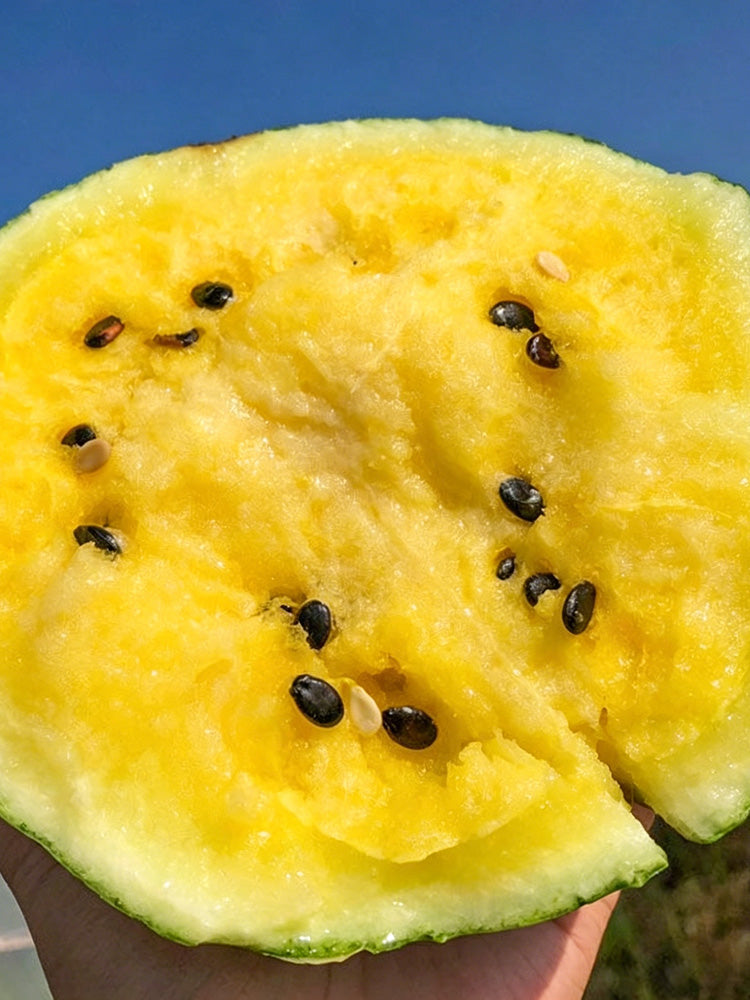Linglong Yellow Watermelon