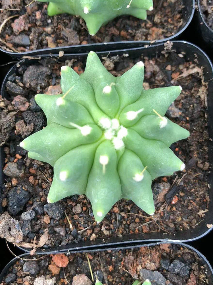 Ferocactus glaucescens f. nuda