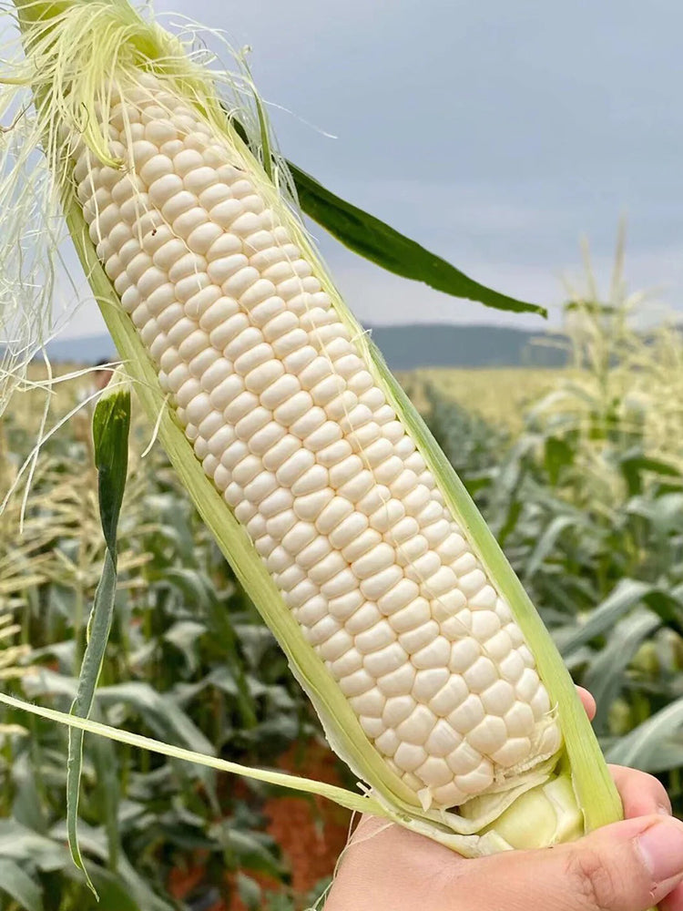 Milk Fruit Sweet Corn