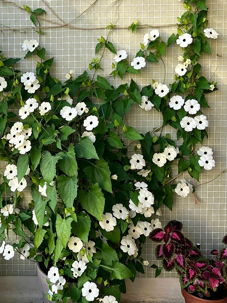 White Sunrise Black Eyed Susan Vine
