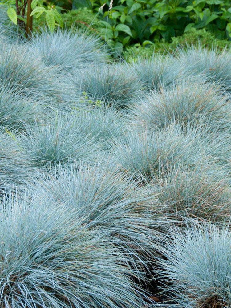 Festuca glauca