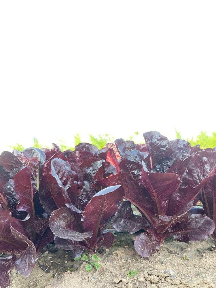 Purple Leaf Romaine Lettuce