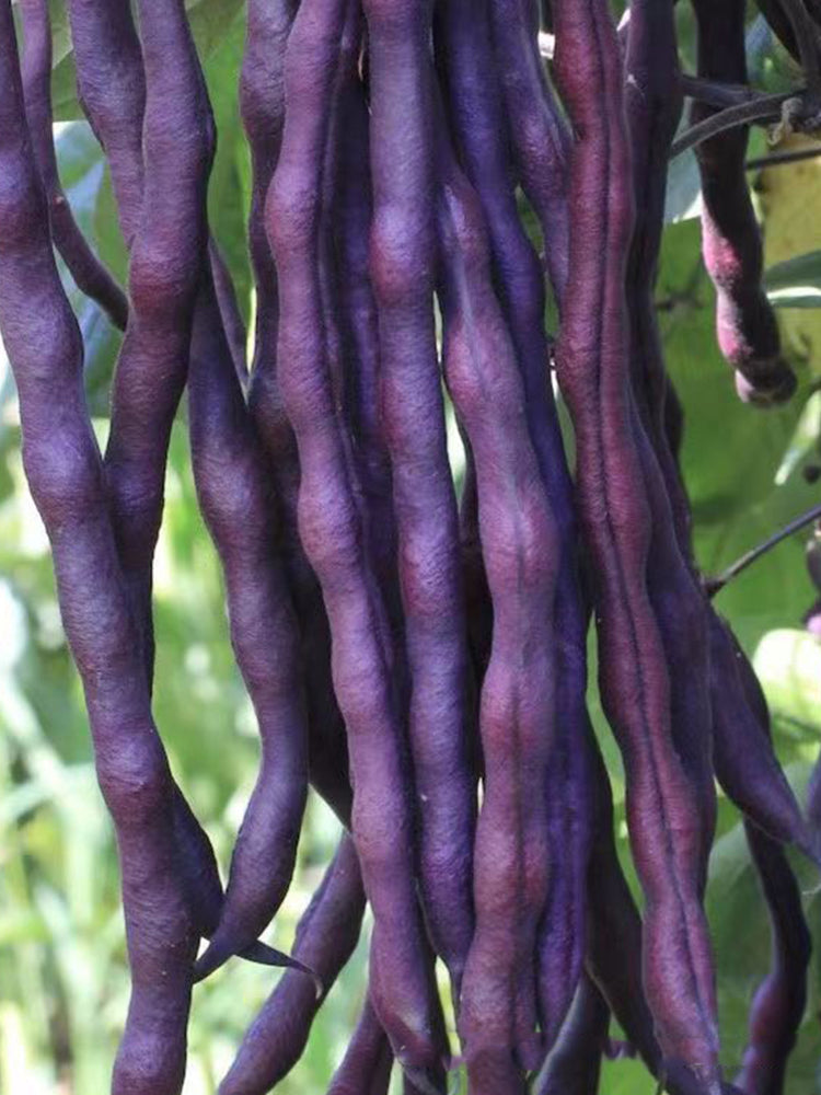 Fall Purple Kidney Beans