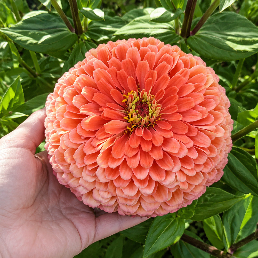 W1346 Large-Flowered Salmon Zinnia