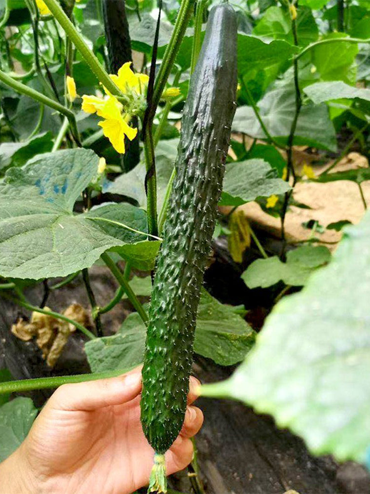 Zhongnong Spring-Autumn Hybrid Cucumber F1