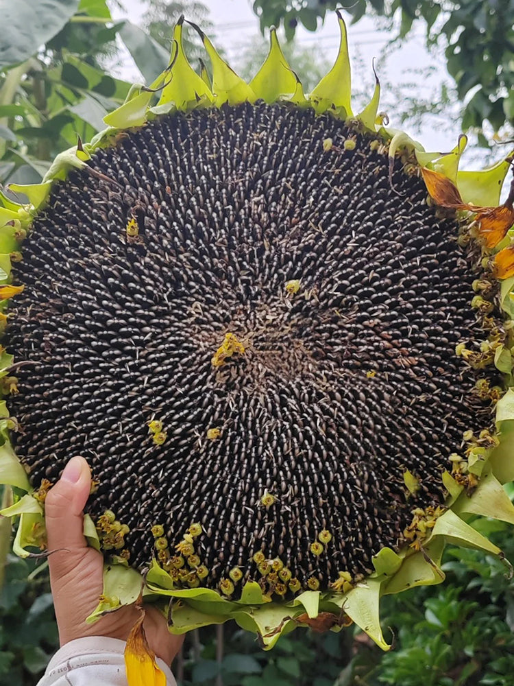 Dwarf Edible Sunflower