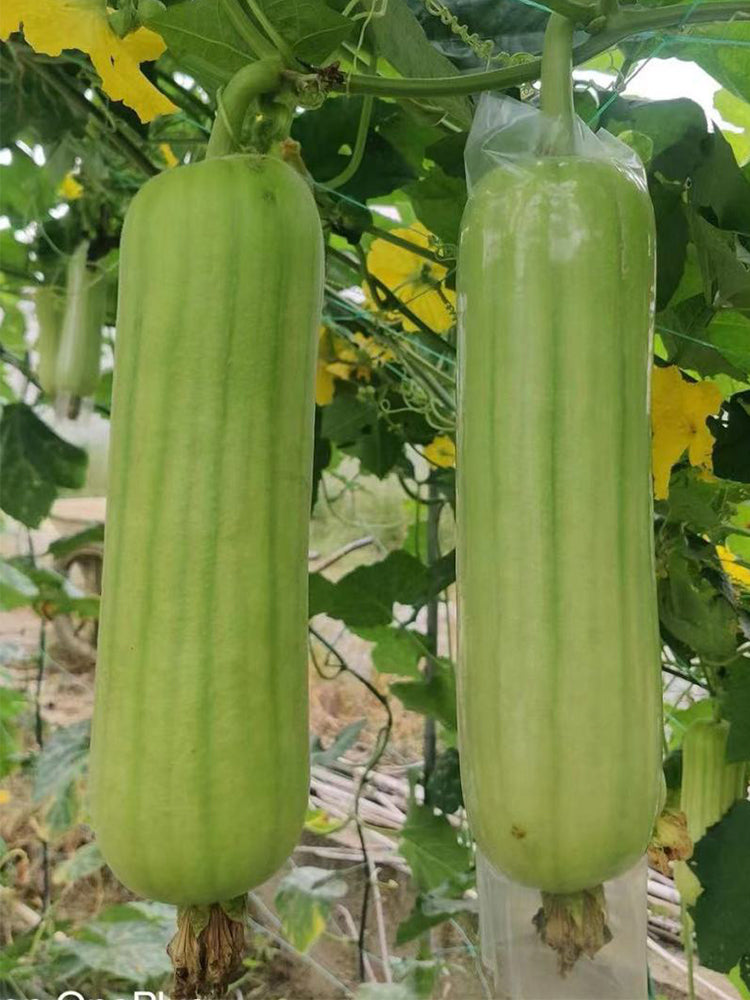 'Xiangyubai' Luffa
