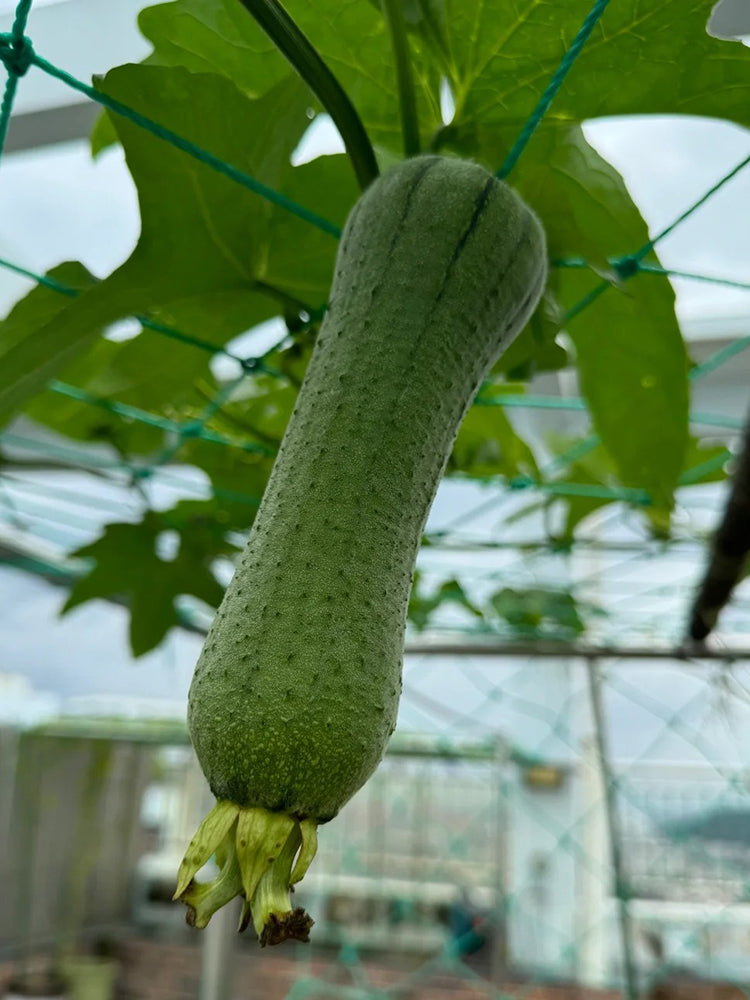 Chunyi Luffa