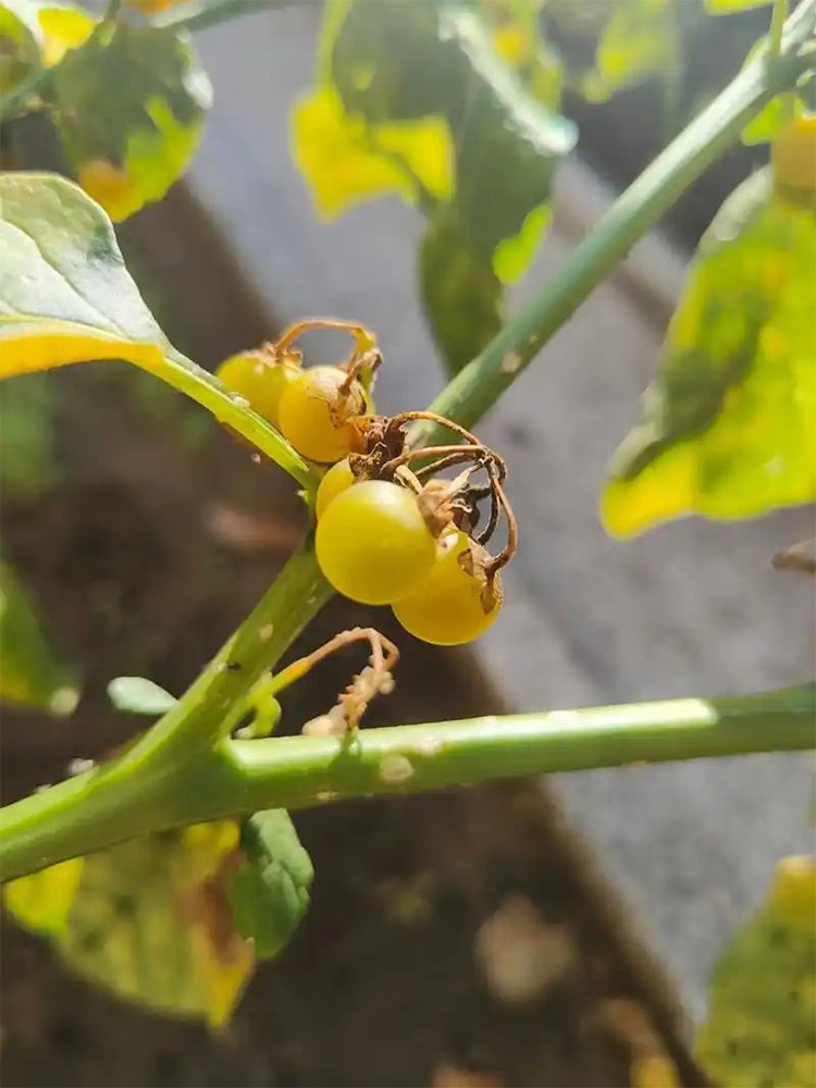 "Jinlong" Yellow Nightshade Berry