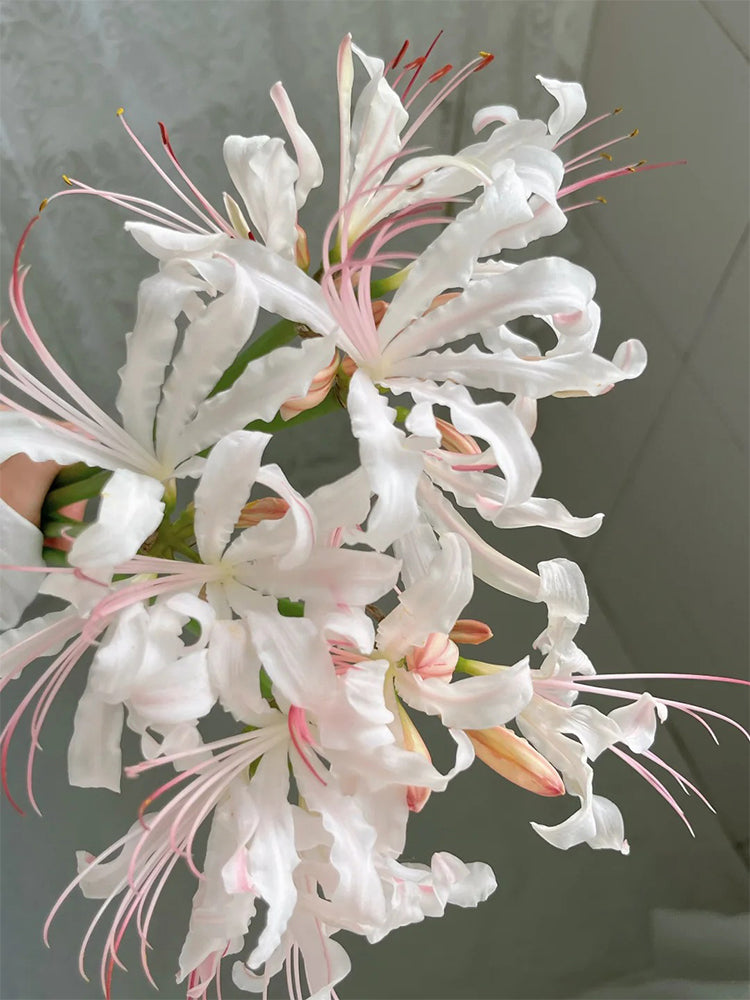 'Pink Dream' Lycoris
