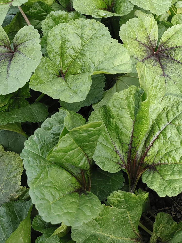 Chinese Mallow