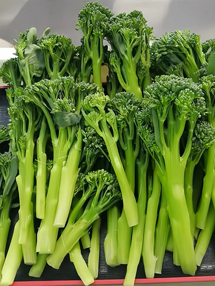 Green Sprouting Broccoli No.2 Hybrid