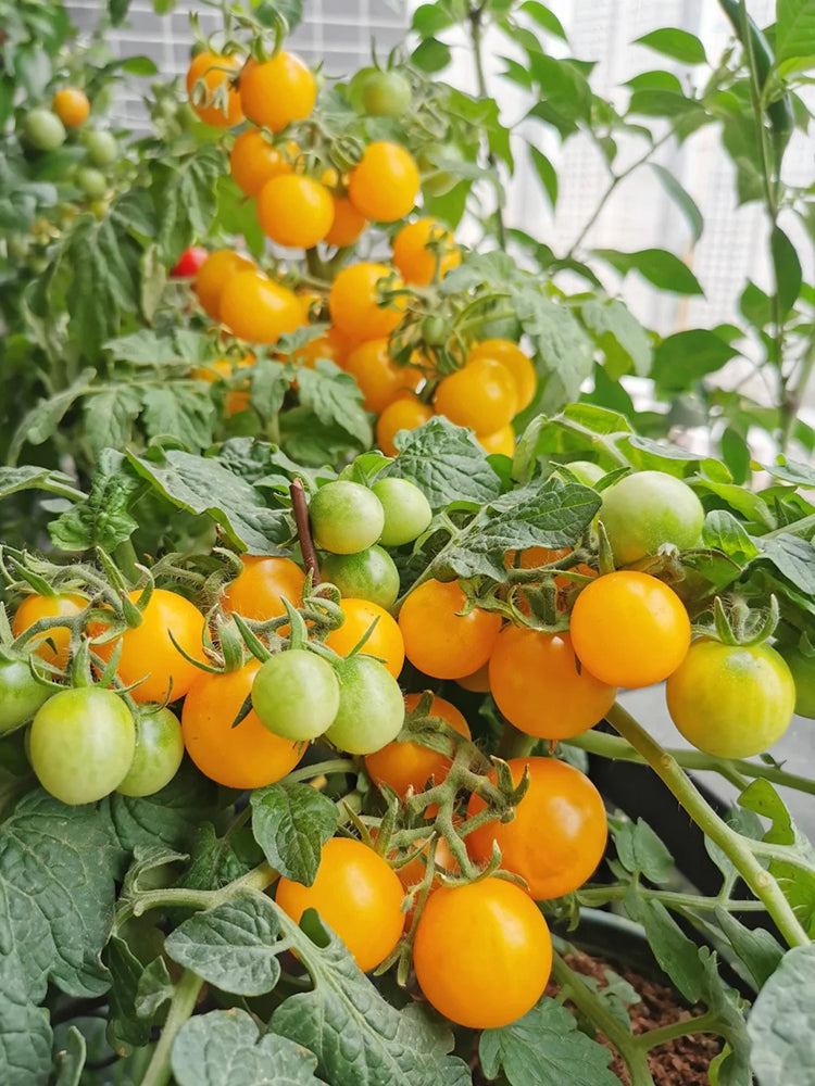 Potted Dwarf Yellow Tomato