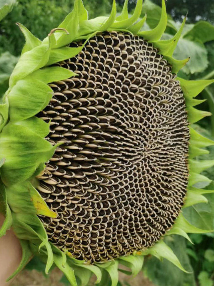 Black Three-Stripe Sunflower