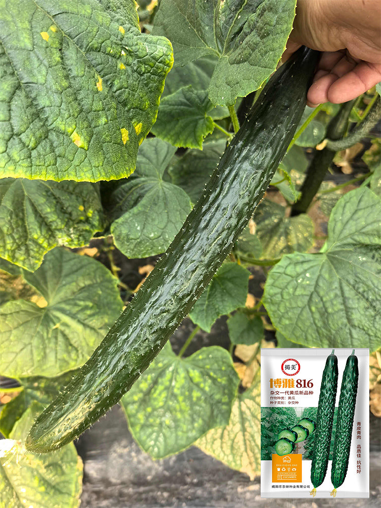 'Boya 816' Cucumber