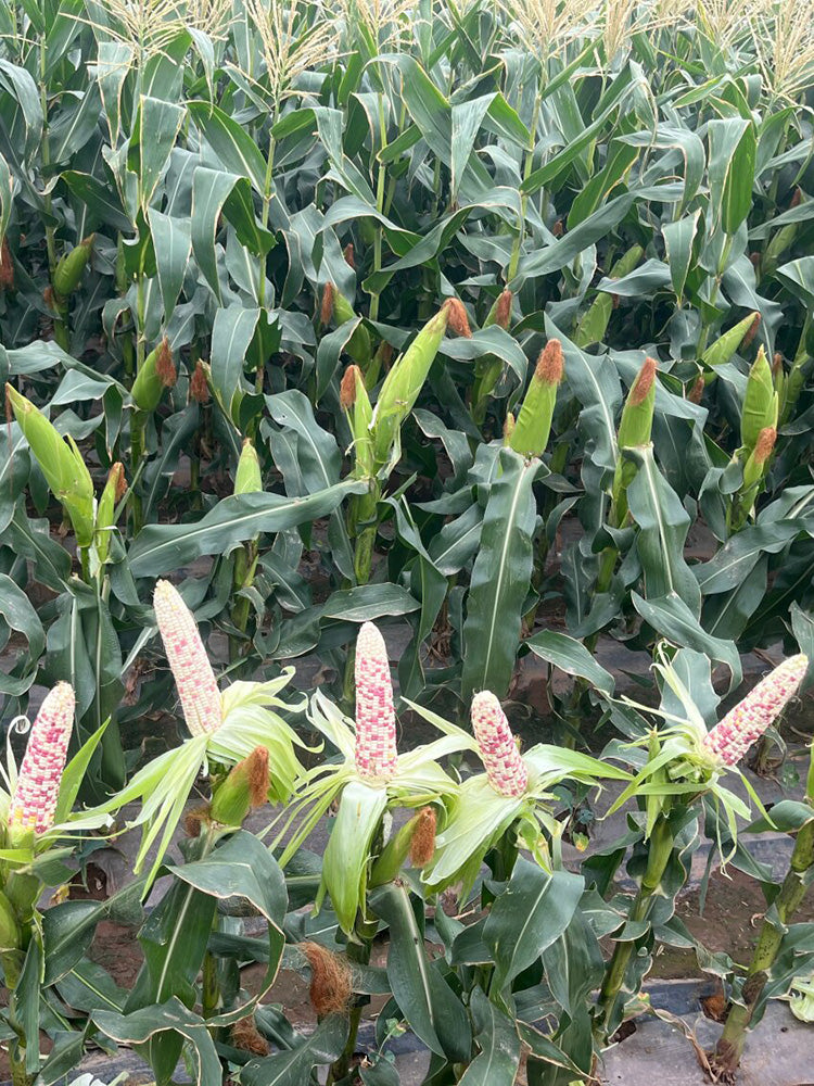'Huanai 106' Color Sweet Waxy Corn