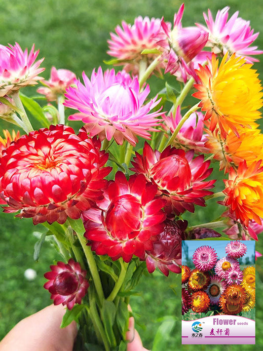 He Zhi Chun Strawflower