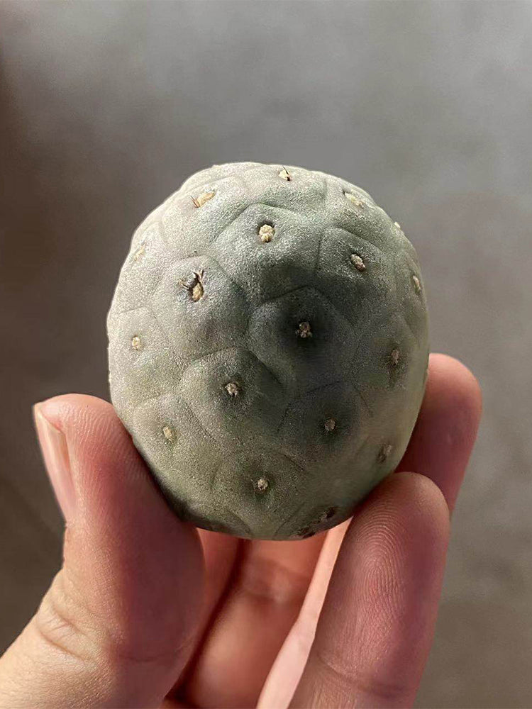 Tephrocactus geometricus