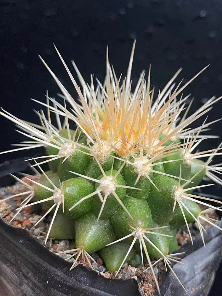 Echinocactus grusonii