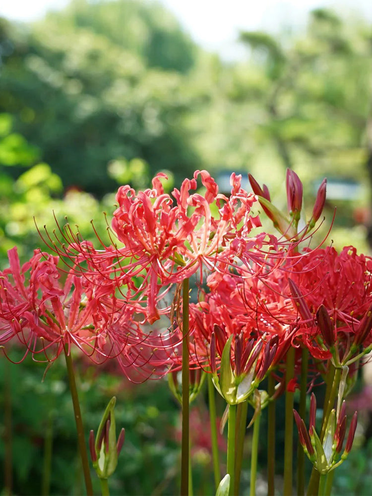 Lycoris radiata (Triploid)