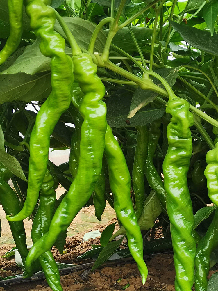 'Meinaxiang' Spiral Pepper