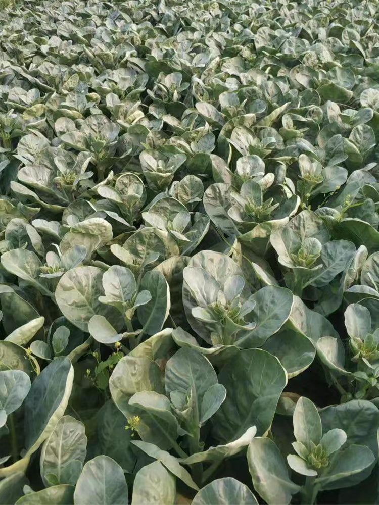 Sweet-Crispy 'Zhonghua' Chinese Kale