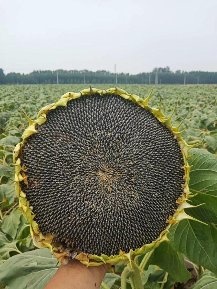 Short-stemmed Oil Sunflower