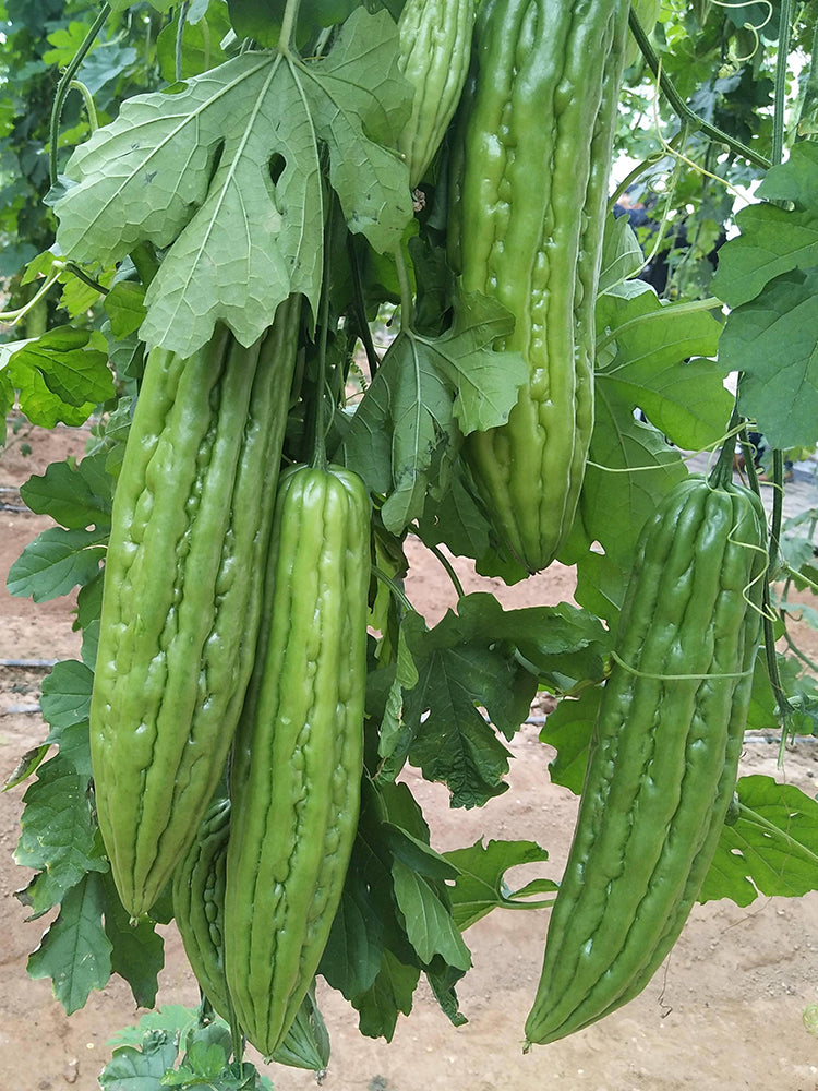 Jiemei 13 Bitter Gourd