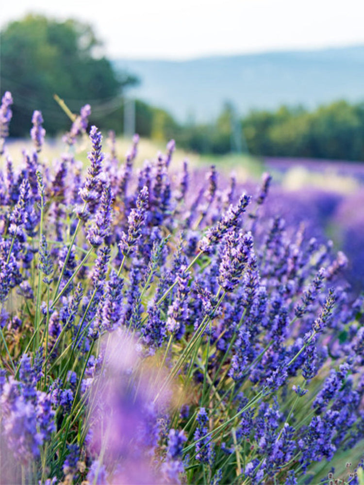 Narrowleaf Lavender