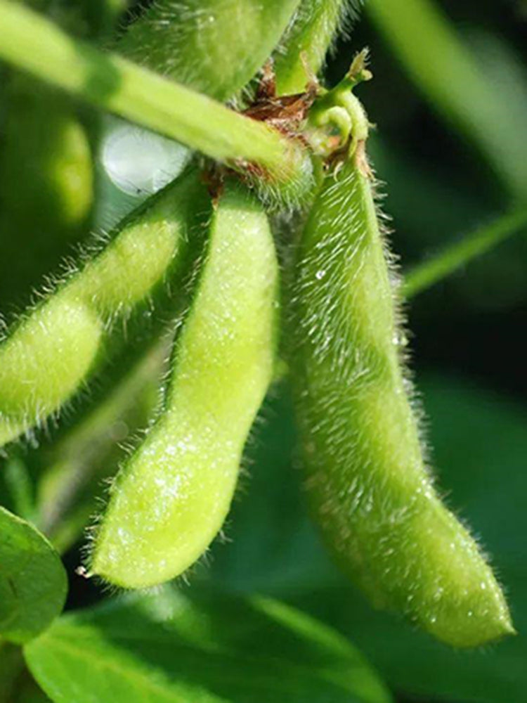 Small Black Soybean