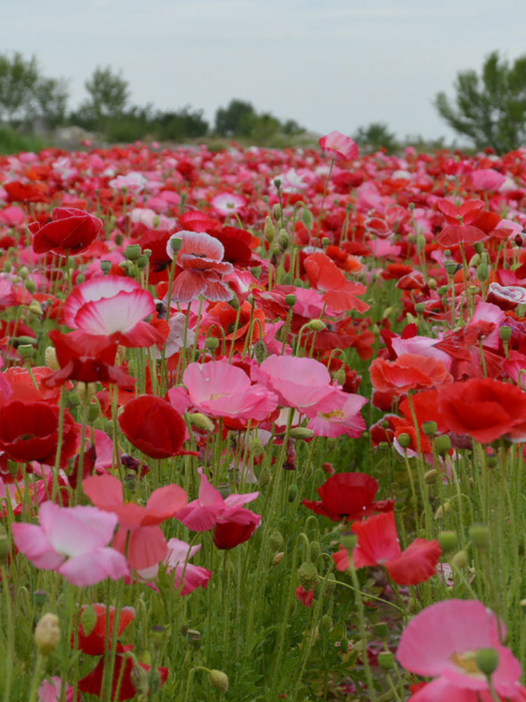 Corn Poppy Mixed Colors