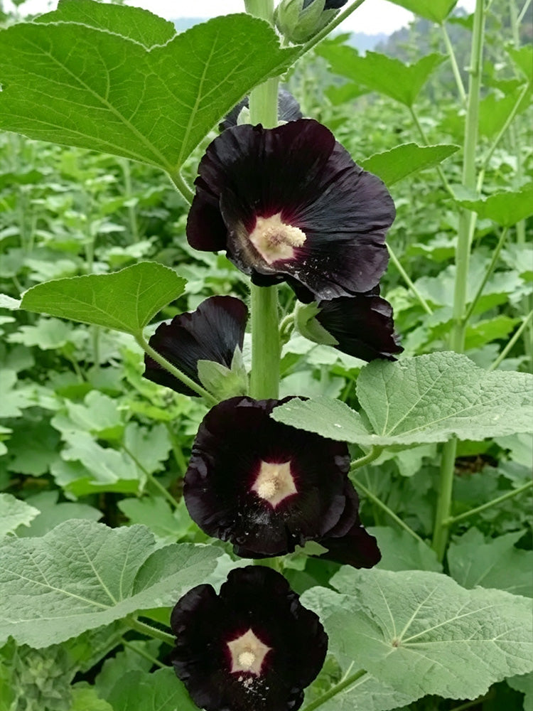Single Midnight Black Hollyhock