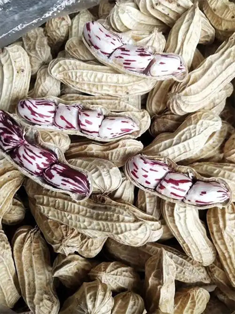 Rainbow Peanut